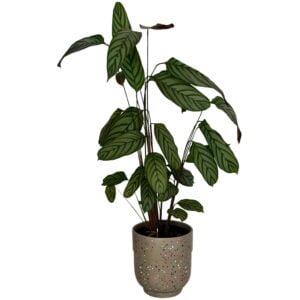 Chenanthe Pot Plant