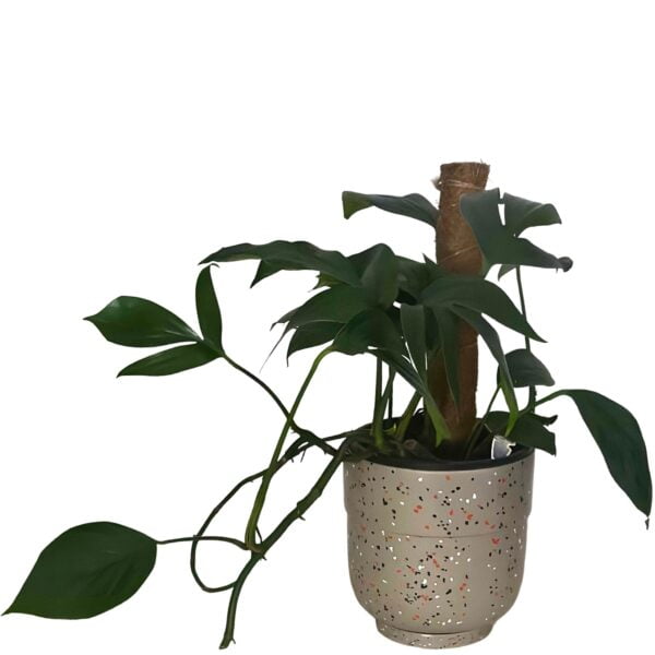 Epipremnum pinnatum pot plant