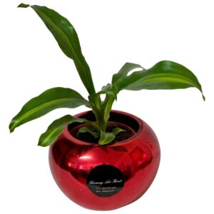 Dracaena Pot Plant