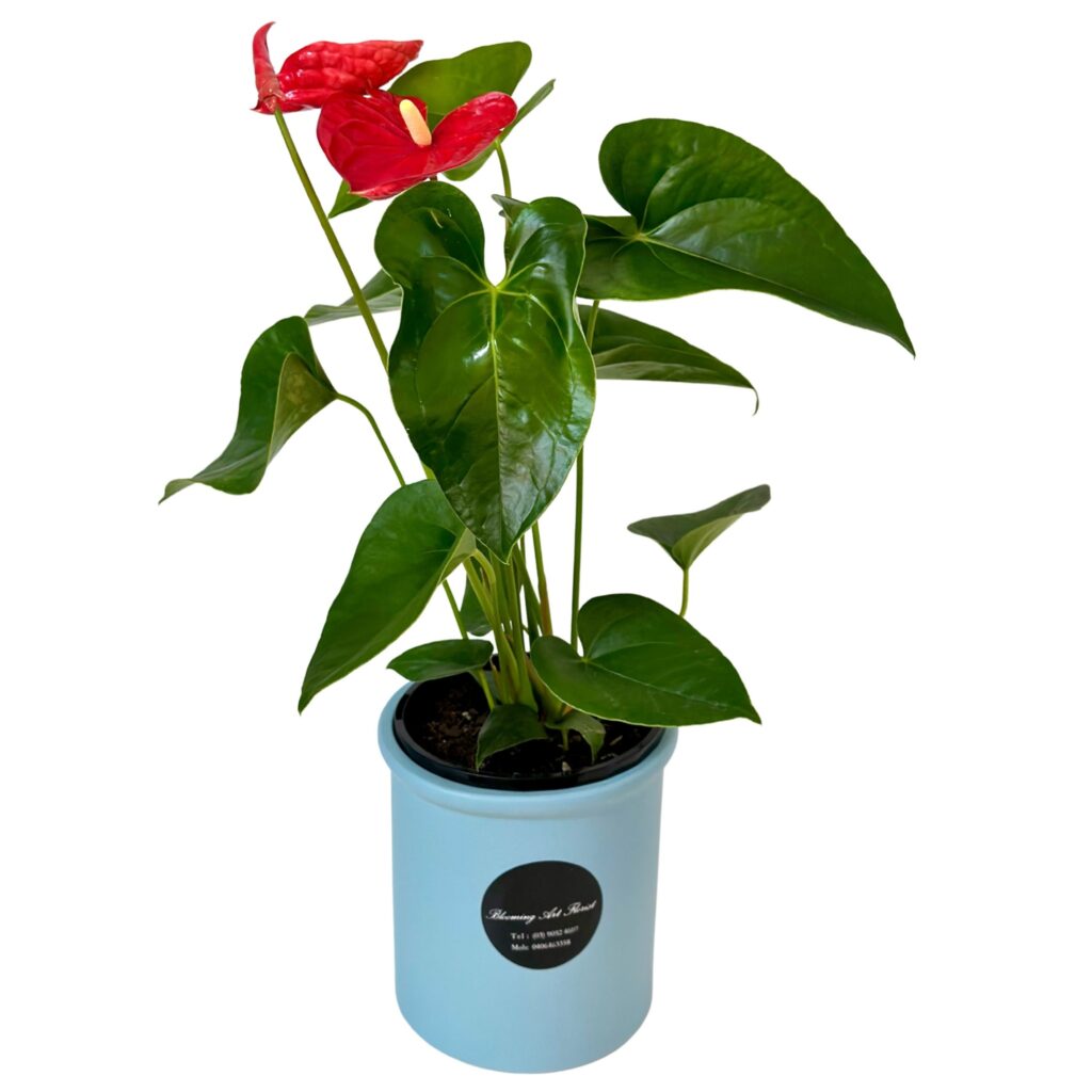 Anthurium Pot Plant