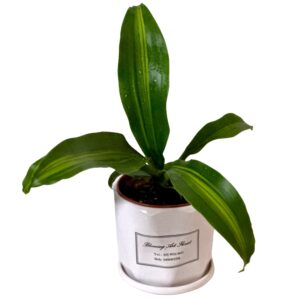 Dracaena Pot Plant in ceramic pot
