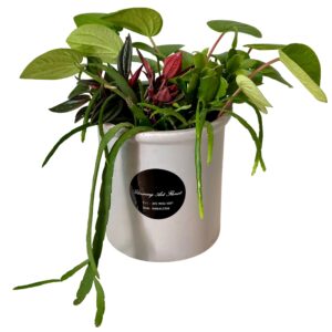 Potted Plant Assortment in Grey Cylinder Pot