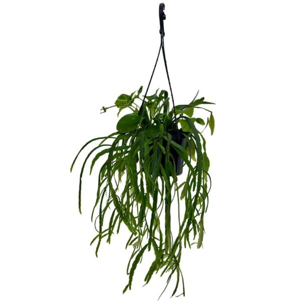hanging basket plant assortment