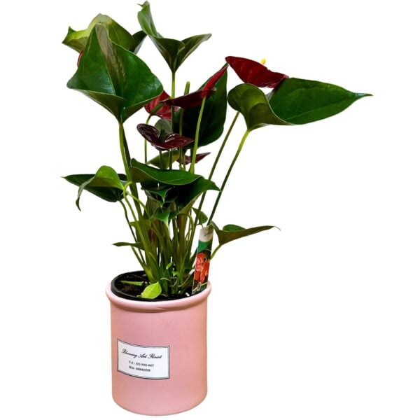 Gorgeous Anthurium Pot Plant Pink Pot - Blooming Art Florist Melbourne