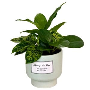 Potted Plant Assortment in Light Green Pot