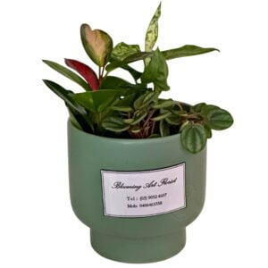 Potted Plant Assortment in Green Pot
