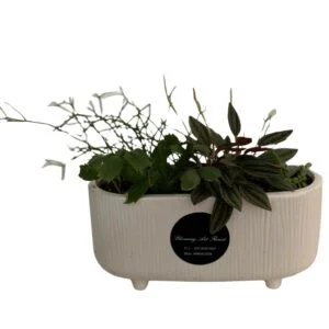 Potted Plant Assortment in White Rectangular Pot