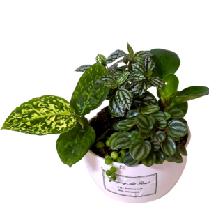 Potted Plant Assortment in White Round Pot