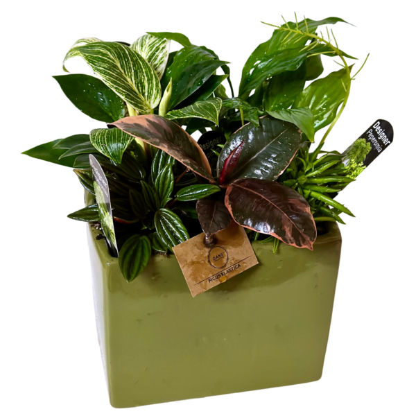 Potted Plant Assortment in Green Square Pot