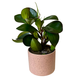 Peperomia Pot Plant in Pink Ceramic Pot