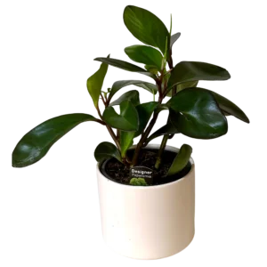 Peperomia Pot Plant in White Ceramic Pot