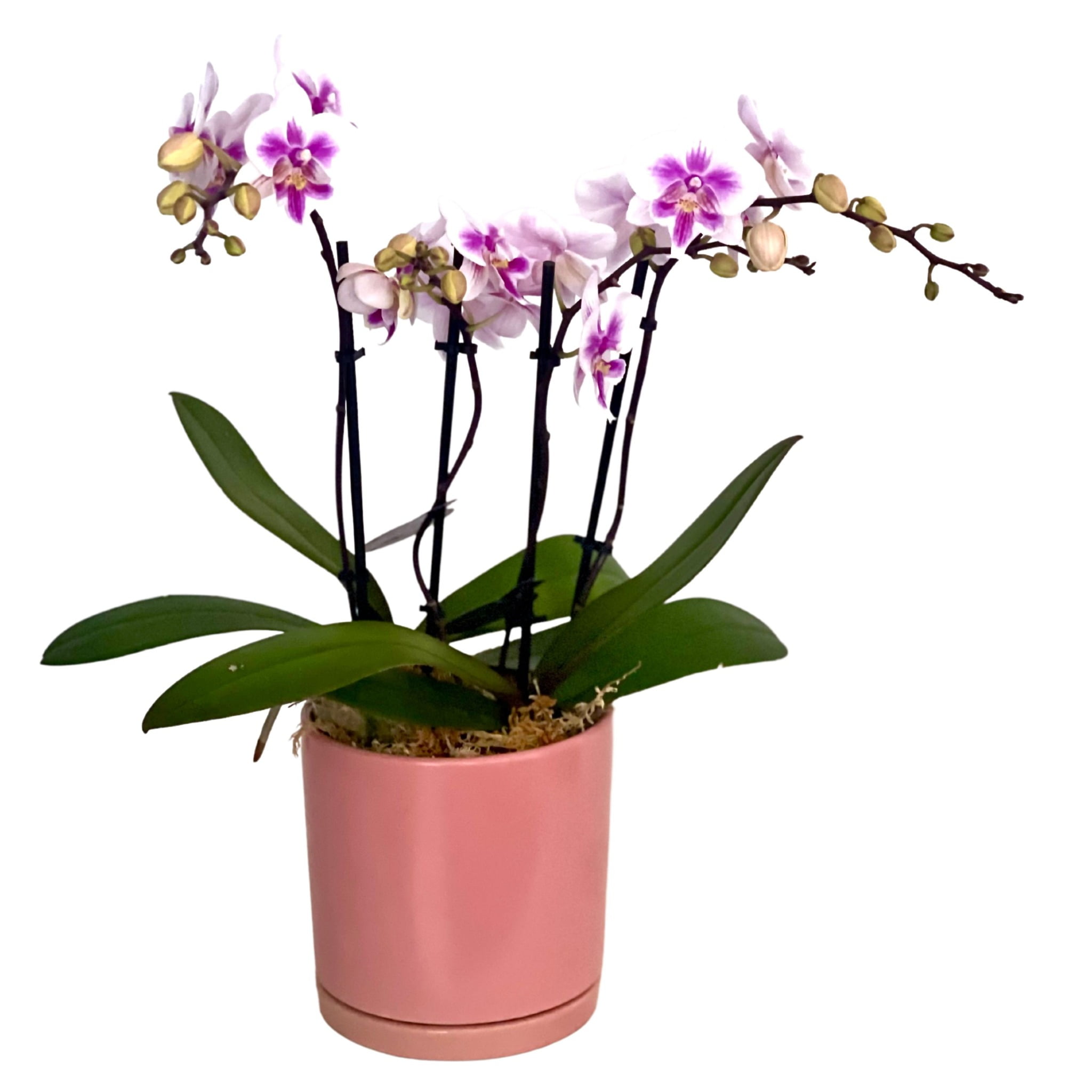 Stunning Pink Phalaenopsis Orchid in Pink Pot Pink Phalaenopsis Orchid ...