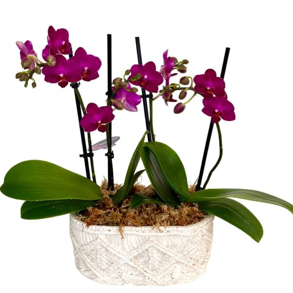 Dark Purple Phalaenopsis Orchid in Rounded Corner Pot