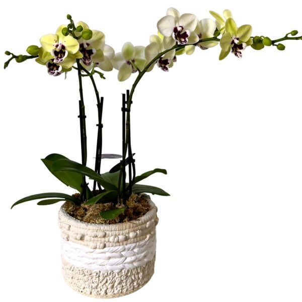 Yellow Phalaenopsis Orchid in Embossed Round Pot