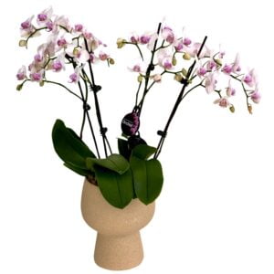 Pink Phalaenopsis Orchid in Tall Pot1