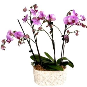 Pink Phalaenopsis Orchid in Pattern Pot1