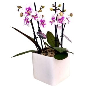 Pink Phalaenopsis Orchid in White Cube Pot