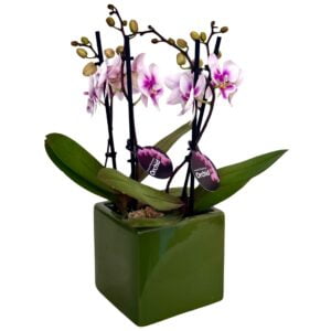 Pink Phalaenopsis Orchid in Green Cube Pot