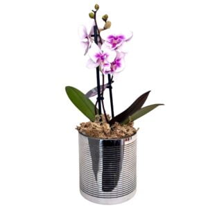 Pink Phalaenopsis Orchid in Silver Pot