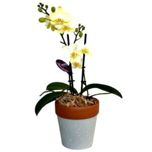 Yellow Phalaenopsis Orchid in Two Tone Pot