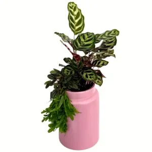 Plant Mini Garden Assortment in Pink Pot