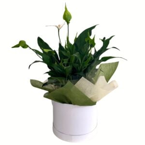 Peace Lily Pot Plant in White Hatbox