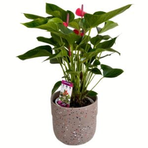 Anthurium Pot Plant in Speckled Stone Pot