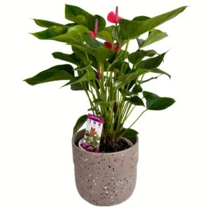 Anthurium Pot Plant in Speckled Stone Pot