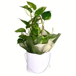 Dragon Tail Pot Plant in White Hatbox