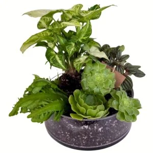 Plant Mini Garden Assortment in Round Glass Dish 2