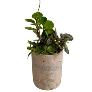 Plant Mini Garden Assortment in Stone Pot