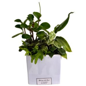 Plant Mini Garden Assortment in White Pot