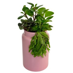 Plant Mini Garden Assortment in Pink Pot