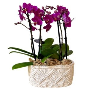 Purple Phalaenopsis Orchid in White Pot