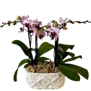 Pink with Dark Pink Centre Phalaenopsis Orchid in White Pot