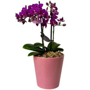 Purple Phalaenopsis Orchid in Pink Pot