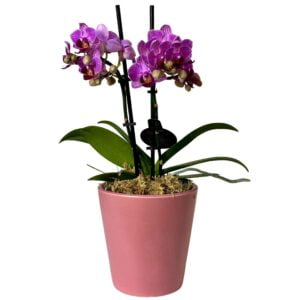 Purple Phalaenopsis Orchid in Pink Pot