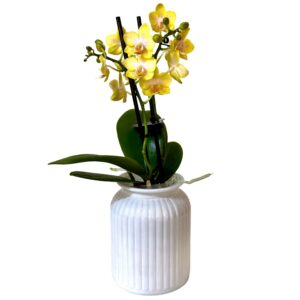 Yellow Phalaenopsis Orchid in White Pot