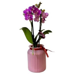 Light Purple Phalaenopsis Orchid in Pink Pot