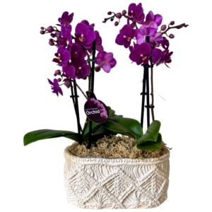 Purple Phalaenopsis Orchid in White Pot
