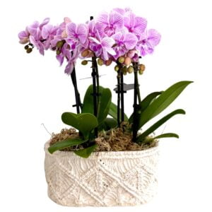 Pink Phalaenopsis Orchid in White Pot