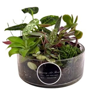 Plant Mini Garden Assortment in Glass Pot
