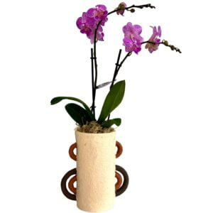Pink Phalaenopsis Orchid in Tube Handle Pot