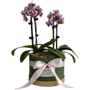 Pink Phalaenopsis Orchid in Hatbox