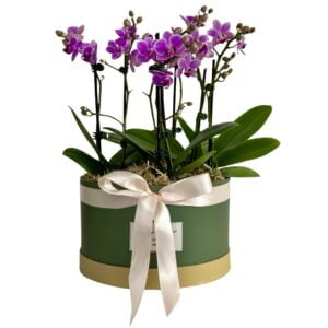 Purple Phalaenopsis Orchid in Hatbox