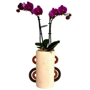 Purple Phalaenopsis Orchid in Tube Handle Pot