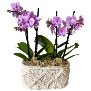 Pink Phalaenopsis Orchid in White Pot