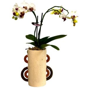 White Purple Centre Phalaenopsis Orchid in Tube Handle Pot
