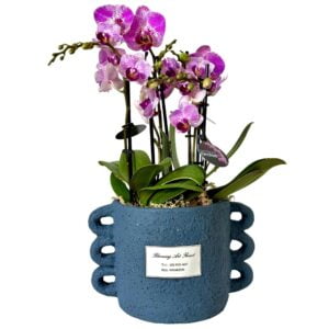 Pink Phalaenopsis Orchid in Blue Handle Pot