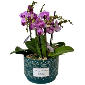 Pink Phalaenopsis Orchid in Green Pattern Pot
